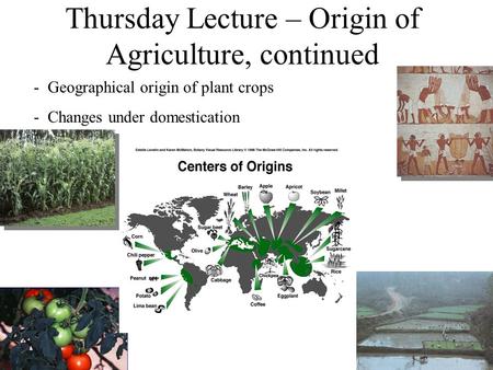 Thursday Lecture – Origin of Agriculture, continued