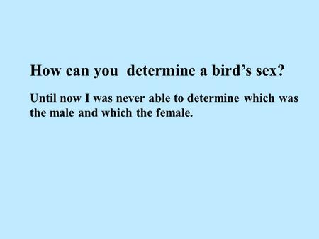 How can you determine a bird’s sex? Until now I was never able to determine which was the male and which the female.