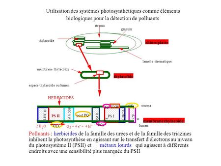 4) Open and Close circuit We realised works to see the differences between the inhibition with an open circuit (big quantities of herbicides)