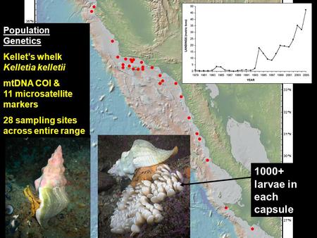 Population Genetics Kellet’s whelk Kelletia kelletii mtDNA COI & 11 microsatellite markers 28 sampling sites across entire range 1000+ larvae in each capsule.