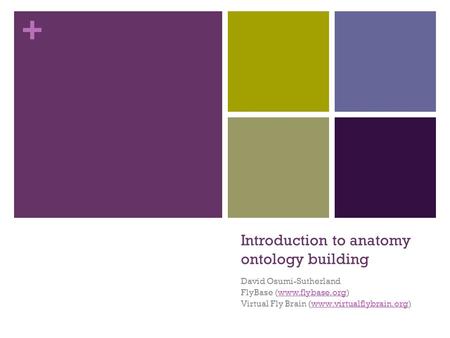 + Introduction to anatomy ontology building David Osumi-Sutherland FlyBase (www.flybase.org)www.flybase.org Virtual Fly Brain (www.virtualflybrain.org)www.virtualflybrain.org.