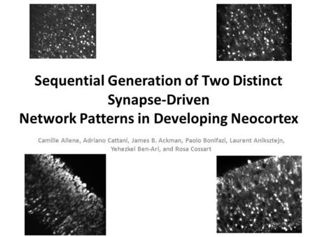 Sequential Generation of Two Distinct Synapse-Driven Network Patterns in Developing Neocortex Camille Allene, Adriano Cattani, James B. Ackman, Paolo Bonifazi,