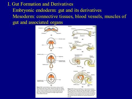 I. Gut Formation and Derivatives