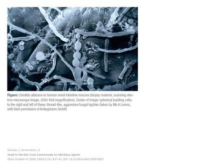 Schulze, J; Sonnenborn, U Yeast in the Gut: From Commensals to Infectious Agents Dtsch Arztebl Int 2009; 106(51-52): 837-42; DOI: 10.3238/arztebl.2009.0837.