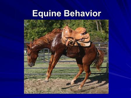 Equine Behavior.