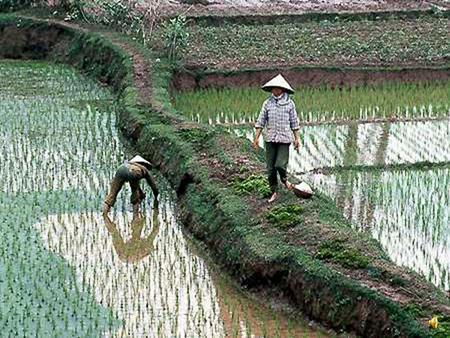 My Lai Achieves How does the United States Constitution influence such terrible events in US History?