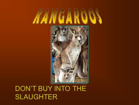 DON’T BUY INTO THE SLAUGHTER. Kangaroos are now being slaughtered not just in the remote outback but also in farming locations like Mudgee, since the.