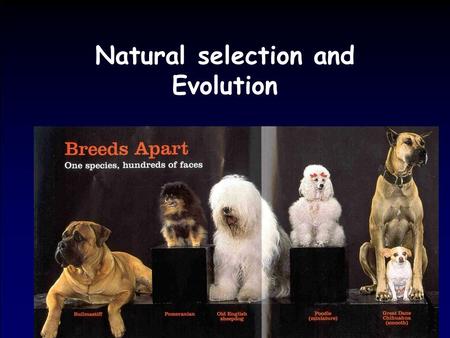 Natural selection and Evolution. What is this all about? video.