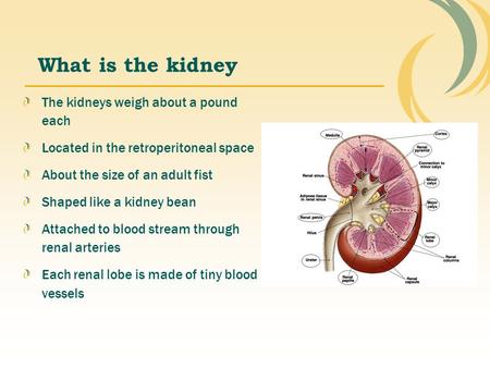 What is the kidney The kidneys weigh about a pound each