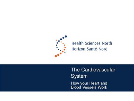 The Cardiovascular System