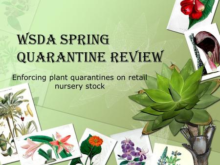 Enforcing plant quarantines on retail nursery stock WSDA Spring Quarantine Review.