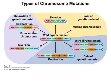 Types of Chromosome Mutations