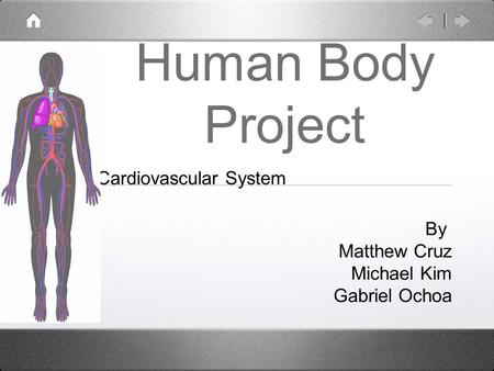 Human Body Project Cardiovascular System By Matthew Cruz Michael Kim Gabriel Ochoa.