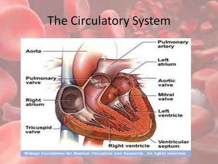 The Circulatory System