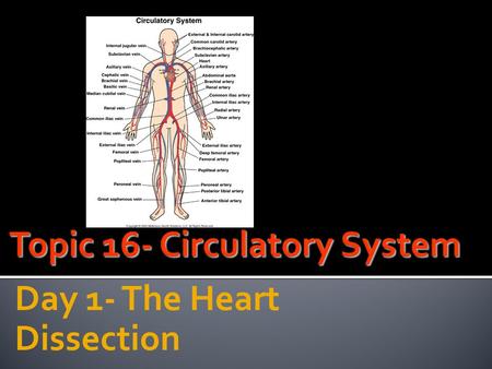 Topic 16- Circulatory System