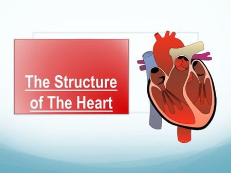 The Structure of The Heart