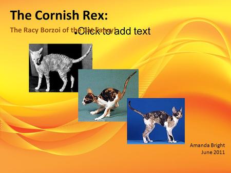 Click to add text The Cornish Rex: The Racy Borzoi of the Cat Fancy! Amanda Bright June 2011.