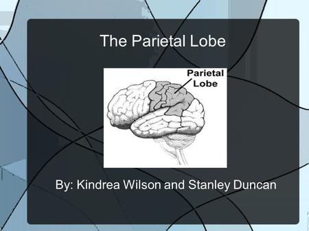 The Parietal Lobe By: Kindrea Wilson and Stanley Duncan.