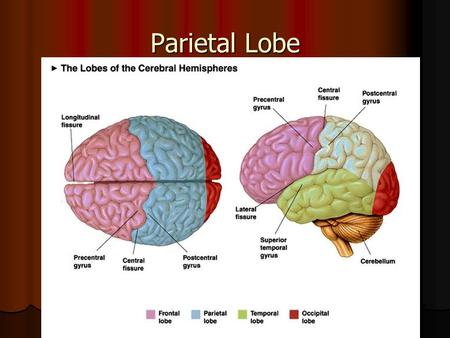 Parietal Lobe.