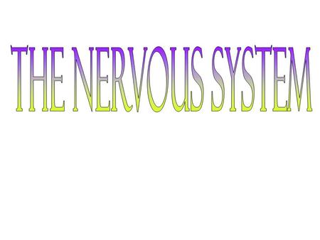 The Nervous System.