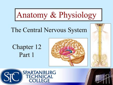 The Central Nervous System