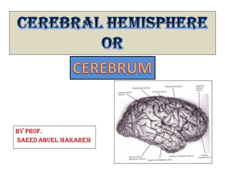 By Prof. Saeed Abuel Makarem