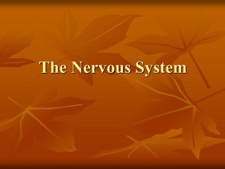 The Nervous System.