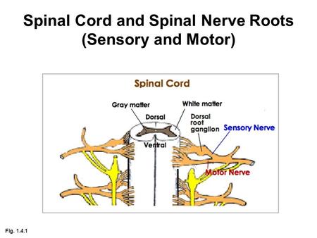 Spinal Cord and Spinal Nerve Roots (Sensory and Motor) Fig. 1.4.1.