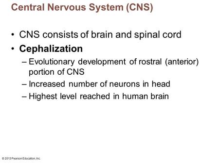 Central Nervous System (CNS)