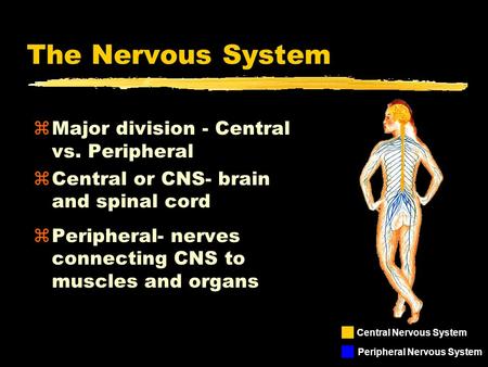 The Nervous System zMajor division - Central vs. Peripheral zCentral or CNS- brain and spinal cord zPeripheral- nerves connecting CNS to muscles and organs.