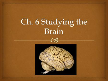   Consists of the brain stem  pathway for all nerves entering and leaving the brain  The Pons-- involved with sleep and alertness; connects brain.