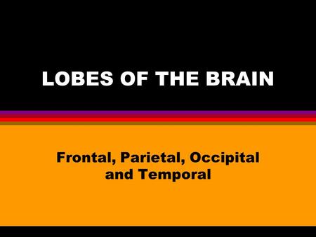 LOBES OF THE BRAIN Frontal, Parietal, Occipital and Temporal.