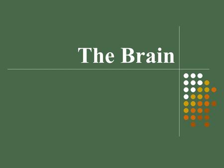 The Brain Module 08. Lower - Level Brain Structures brainstem: oldest, most basic part of brain medulla – controls life-support functions like breathing.