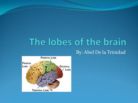 By: Abel De la Trinidad. Lobes of the brain The average human brain weights about 1,4oo grams (3lb) Dived down the middle lengthwise into two halves called.