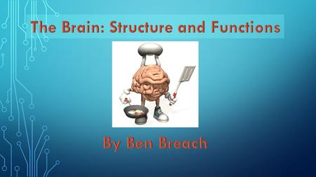 THE CEREBRUM The Cerebrum is the largest part of the human brain. Its is also known to be associated with higher brain functions such as thought and action.