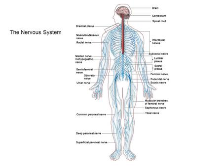 The Nervous System.