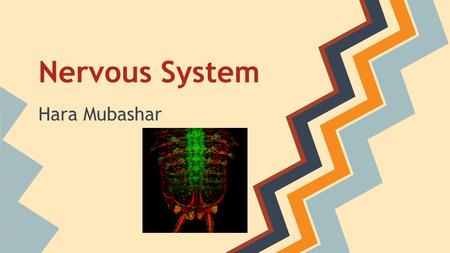 Nervous System Nervous System: the network of nerve cells and fibers that transmits nerve impulses between parts of the body and operates the body’s essential.