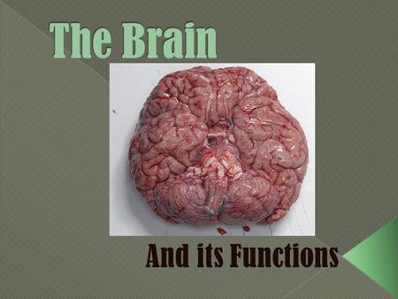  All or none = the least amount of energy needed to start the motion  Action Potential = the movement of neural activity  Refractory Period = the.