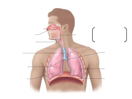 Nasopharynx Nasal cavity Pharynx Nostril Oropharynx Larynx Laryngopharynx Trachea Left main (primary) bronchus Right main (primary) bronchus Left lung.