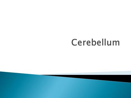  Three Layers ◦ Molecular, Purkinje, Granular Cell  Fibers ◦ Climbing (Olive) ◦ Mossy (Not Olive) ◦ Parallel  Output ◦ Purkinje Cells M P G W Climbing.