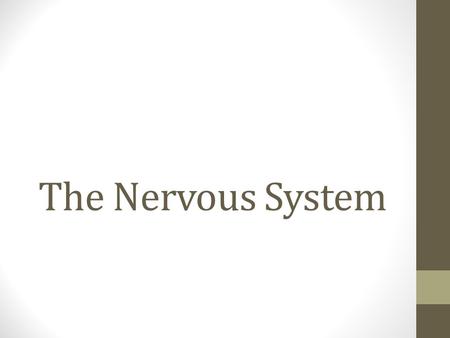 The Nervous System.