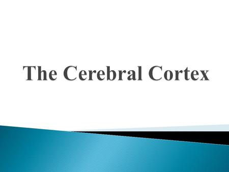 1. Why was Ms. Jensen worried about her son? 2. What is significant about teen’s frontal lobes? 3. What is the role of the frontal lobe? 4. What are some.