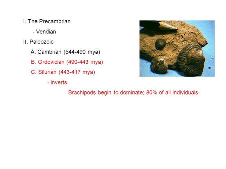 I. The Precambrian - Vendian II. Paleozoic A. Cambrian (544-490 mya) B. Ordovician (490-443 mya) C. Silurian (443-417 mya) - inverts Brachipods begin to.