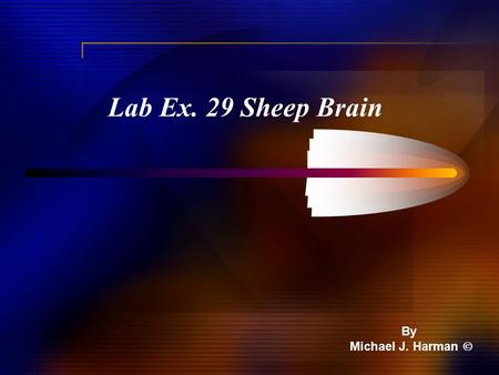 Lab Ex. 29 Sheep Brain By Michael J. Harman . External – Doral View.