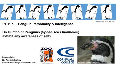 Rebecca Fuller BSc Applied Zoology P.P.P.P…..Penguin Personality & Intelligence Do Humboldt Penguins (Spheniscus.