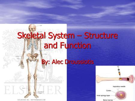 Skeletal System – Structure and Function By: Alec Droussiotis.