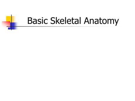 Basic Skeletal Anatomy