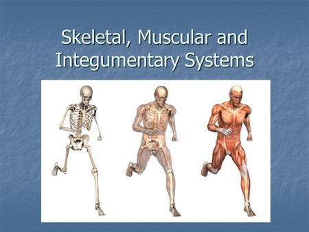 Skeletal, Muscular and Integumentary Systems