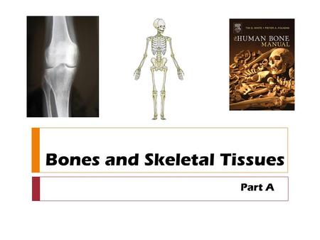 Bones and Skeletal Tissues