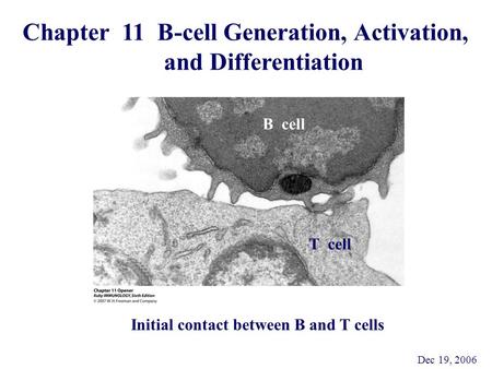 Chapter 11 B-cell Generation, Activation, and Differentiation